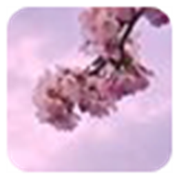 Win7日本樱花主题 V1.0.0.0 