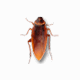 Cockroach on Desktop v1.7