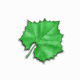 Maple Reader v8.40