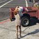 GTA5恶搞绑架MOD v2.12