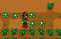 星露谷物语上帝模式MOD v2.4