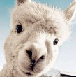python桌面宠物 v2.6