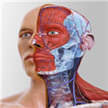 complete anatomy v1.98