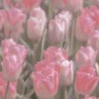 超清唯美动漫风夏天电脑壁纸素材 v1.0.10