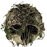 森林The Forest十二项修改器 v4175076