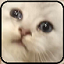 Yome v1.0