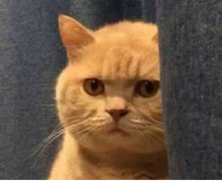 暗中观察橘猫表情包