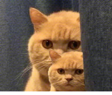 橘猫表情包手机下载