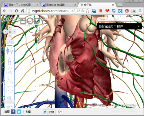 谷歌人体浏览器官方下载
