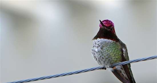windows 7主题-蜂鸟 閻庤蓱閺岀劑1.3