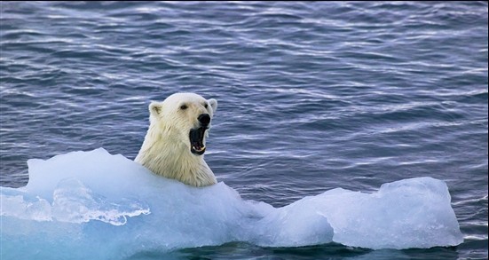 Windows 7主题-北极熊 v1.77