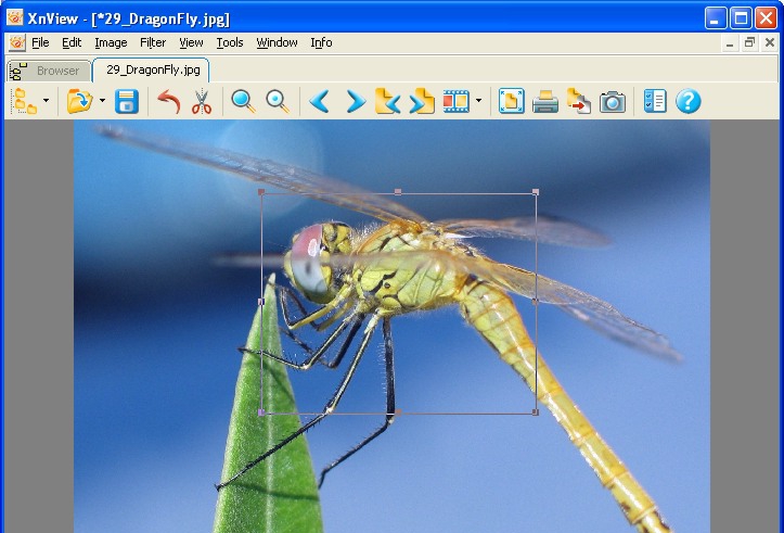XnView v2.49.6