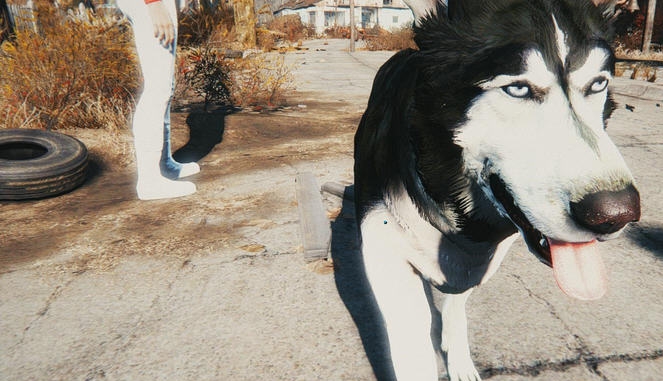 辐射4高清哈士奇皮肤MOD v2.4