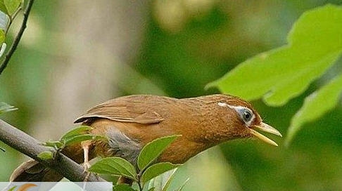 画眉鸟叫声音效 v1.8