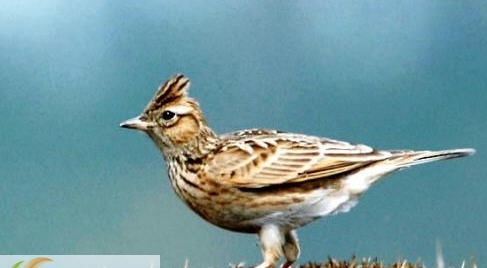 百灵鸟全套叫声音效 v1.9