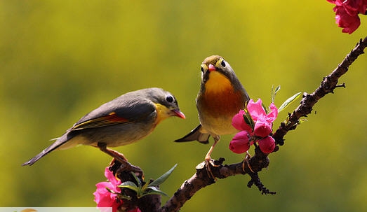 相思鸟叫声音效 v1.8