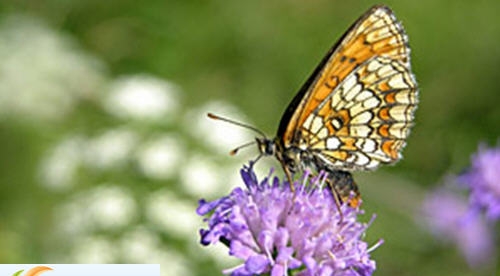 彩色的翅膀ppt课件 v2.6