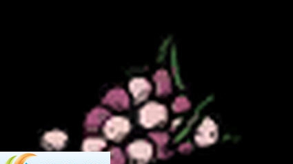 饥荒联机版浆果快速成长MOD v2.5