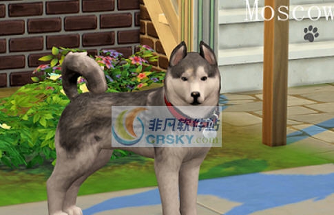 模拟人生4可爱的哈士奇宠物MOD v2.6