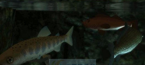 上古卷轴5天际重制版更多的鱼MOD v2.5