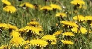 环世界蒲公英v1.2MOD v1.43