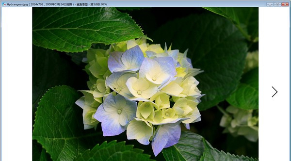 鲨鱼看图 v1.0.0.26