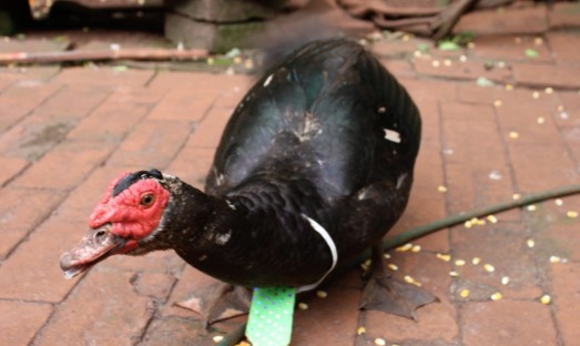 星露谷物语番鸭MOD v1.6