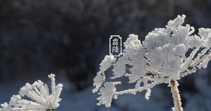 霜降图片高清无水印 v1.4