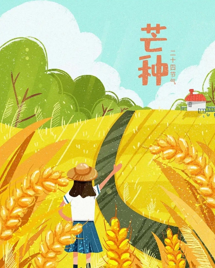 芒种手绘插画图片素材 v1.4