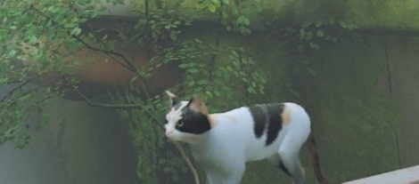 迷失Stray印花布猫SunnyMOD v1.73