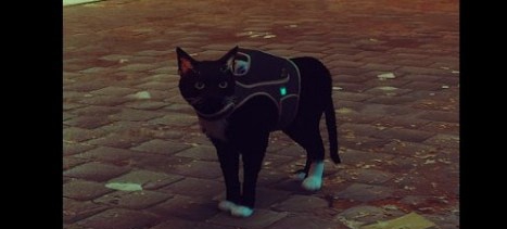 迷失Stray白手套黑猫LunaMOD v1.23