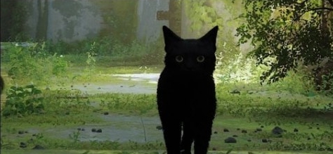 迷失Stray如虚空般纯净黑猫MOD v3.85