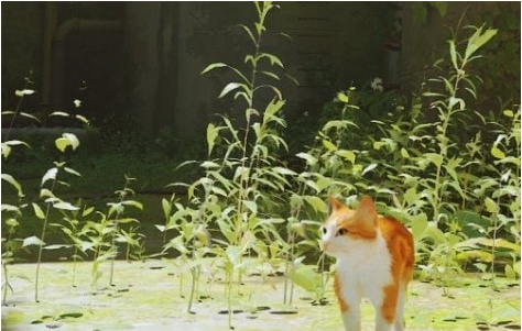 迷失Stray橘白经典漩涡花斑猫MOD v1.28