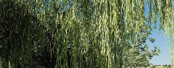 Botaniq Tree And Grass Library v6.6.4