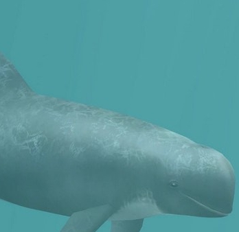 动物园大亨2灰海豚MOD v3.75 动物园大亨2灰海豚MOD v3.75