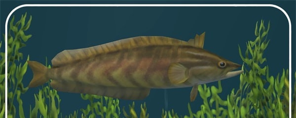 动物园大亨2Giant Kelpfish MOD v2.90 动物园大亨2Giant Kelpfish MOD v2.90